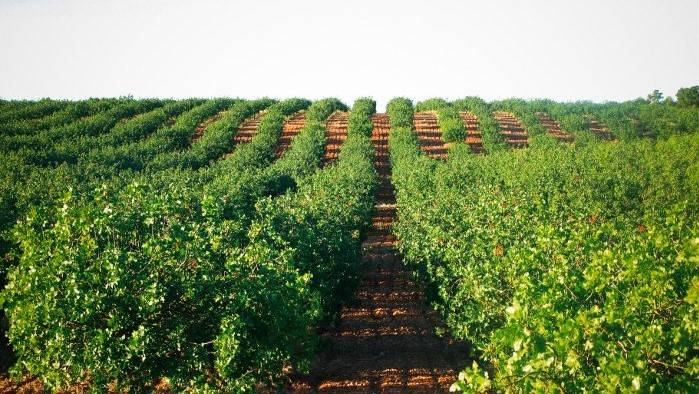 pistacho|compo expert bioestimulantes|compo expert|Javier Vazquez